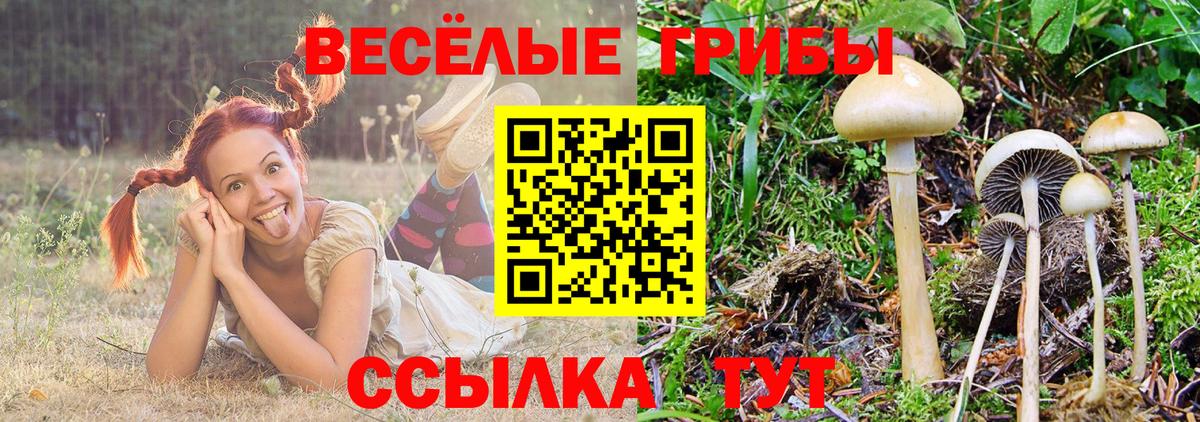 Псилоцибиновые грибы Psilocybine cubensis Приморско-Ахтарск